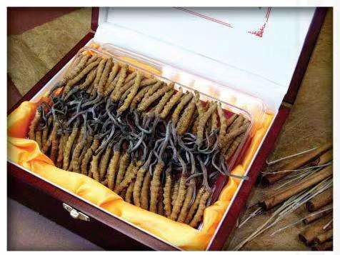 洛川冬虫夏草回收